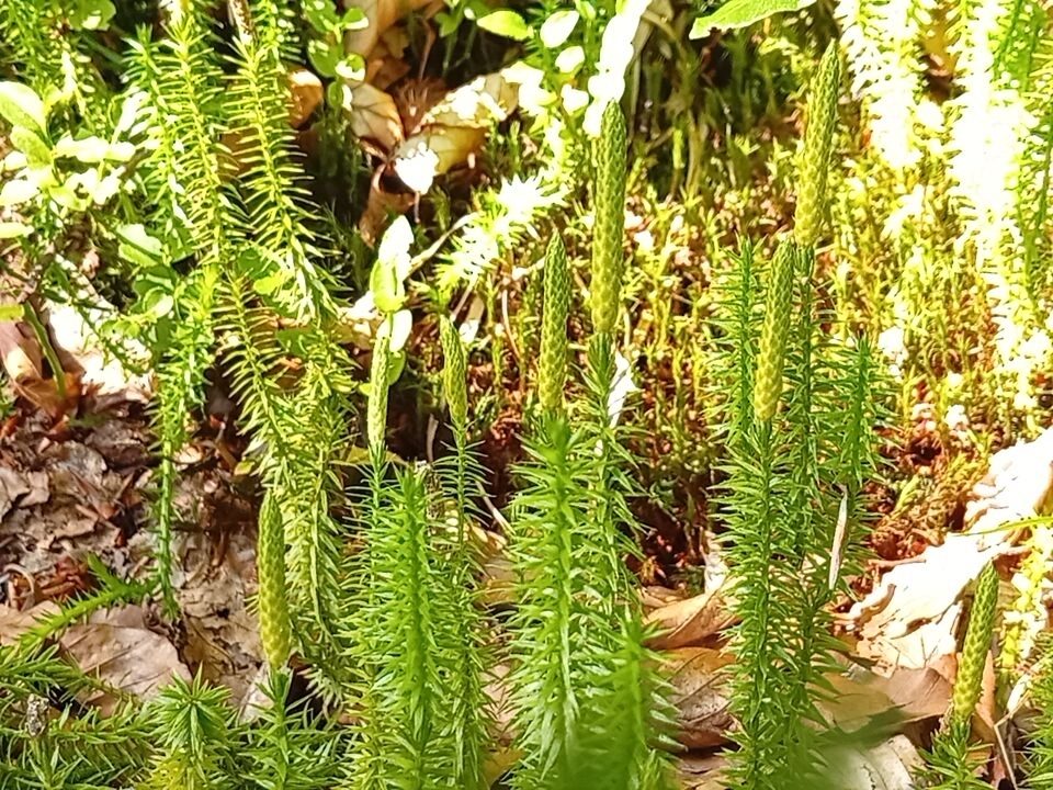 Stiff Clubmoss reference