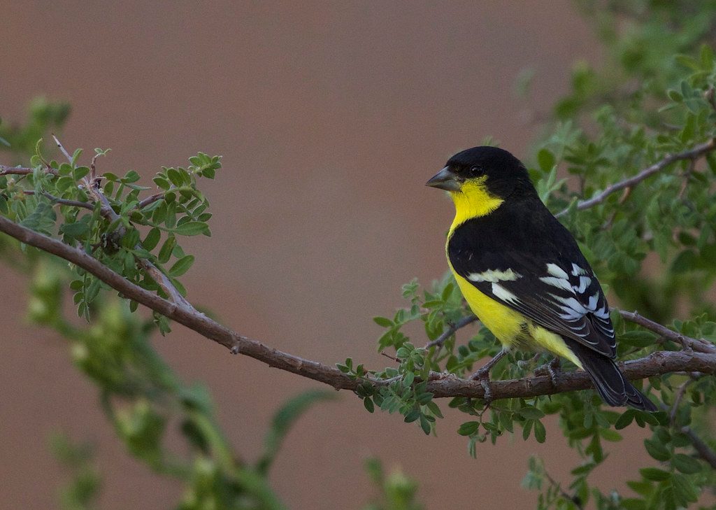 Lesser Goldfinch reference