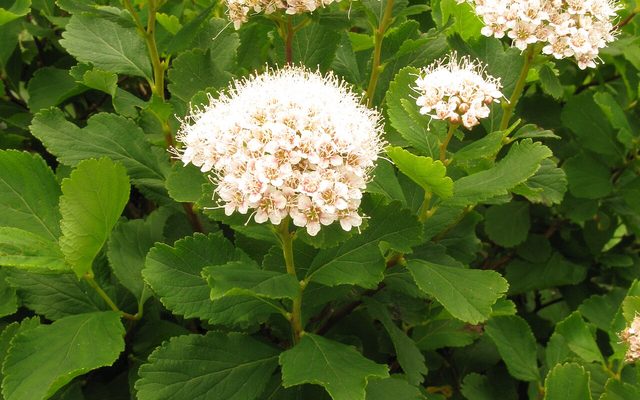 Birchleaf Spirea reference