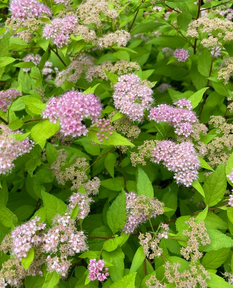 Japanese Spirea reference