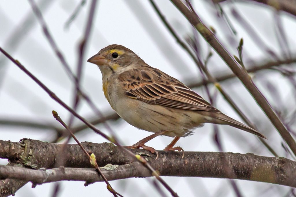 Dickcissel reference