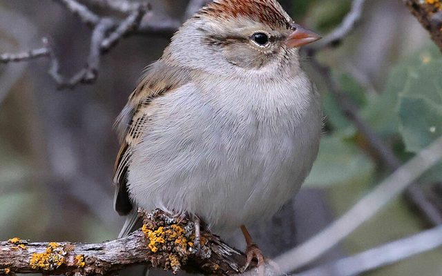 Chipping Sparrow reference