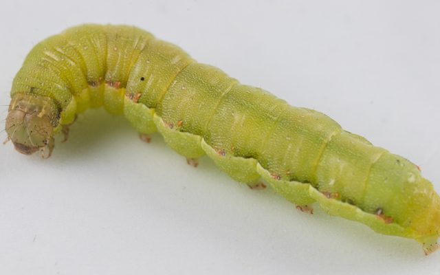 Beet Armyworm reference