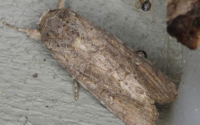 Fall Armyworm Moth reference