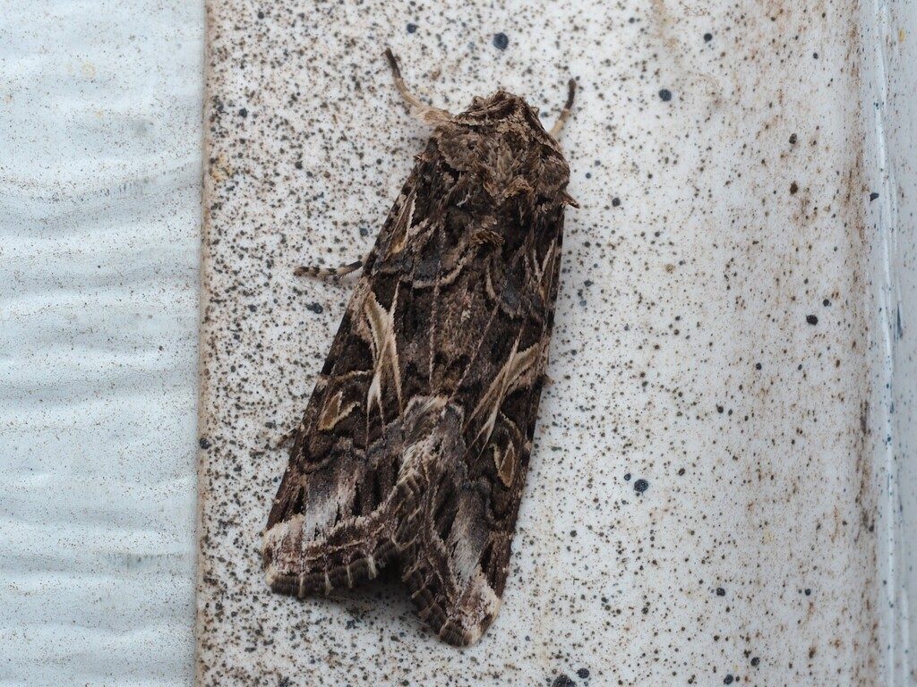 Yellow-striped Armyworm Moth reference