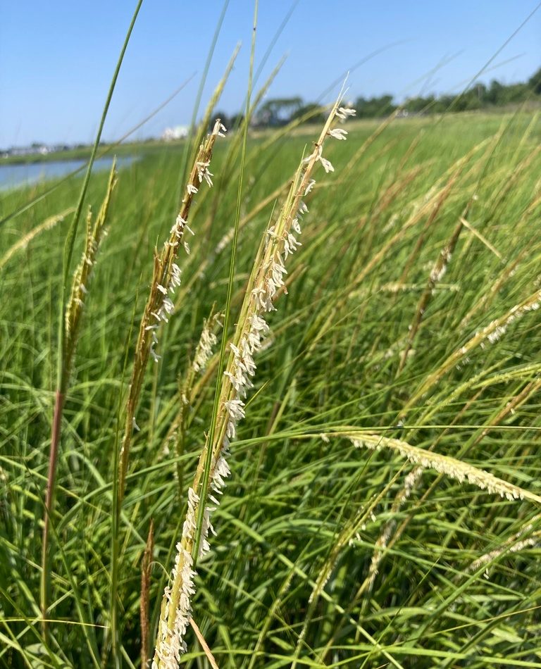 Saltmarsh Cordgrass reference
