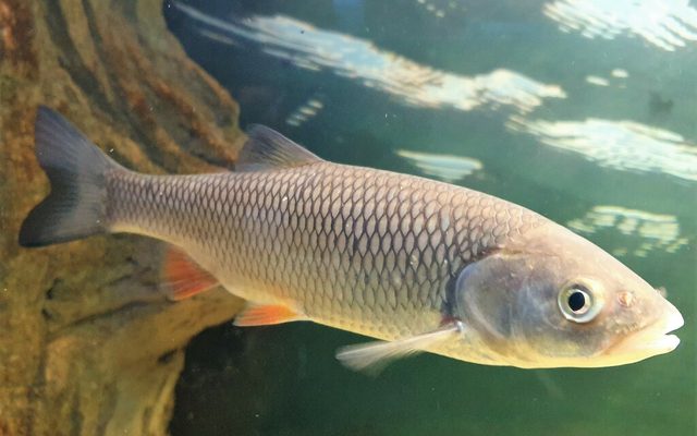 European Chub reference