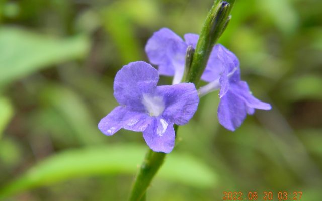 Blue Porterweed reference