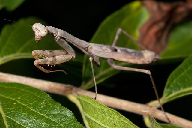 Carolina Mantis reference