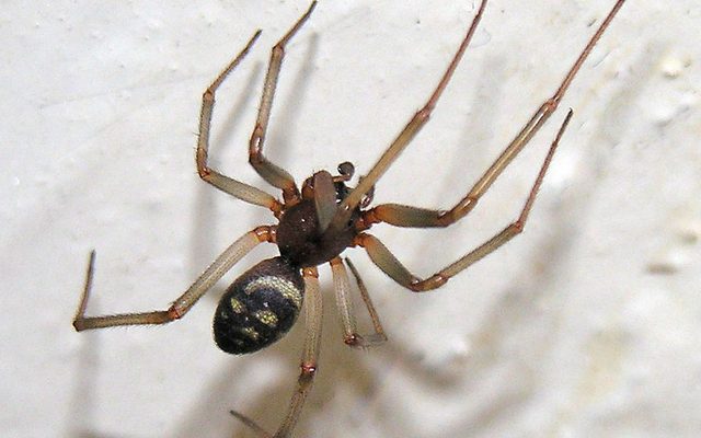 False Black Widow reference