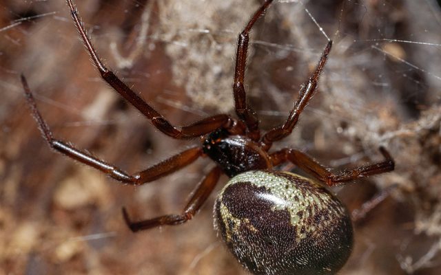 Noble False Widow reference