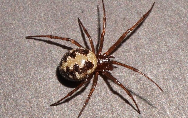 Triangulate Cobweb Spider reference