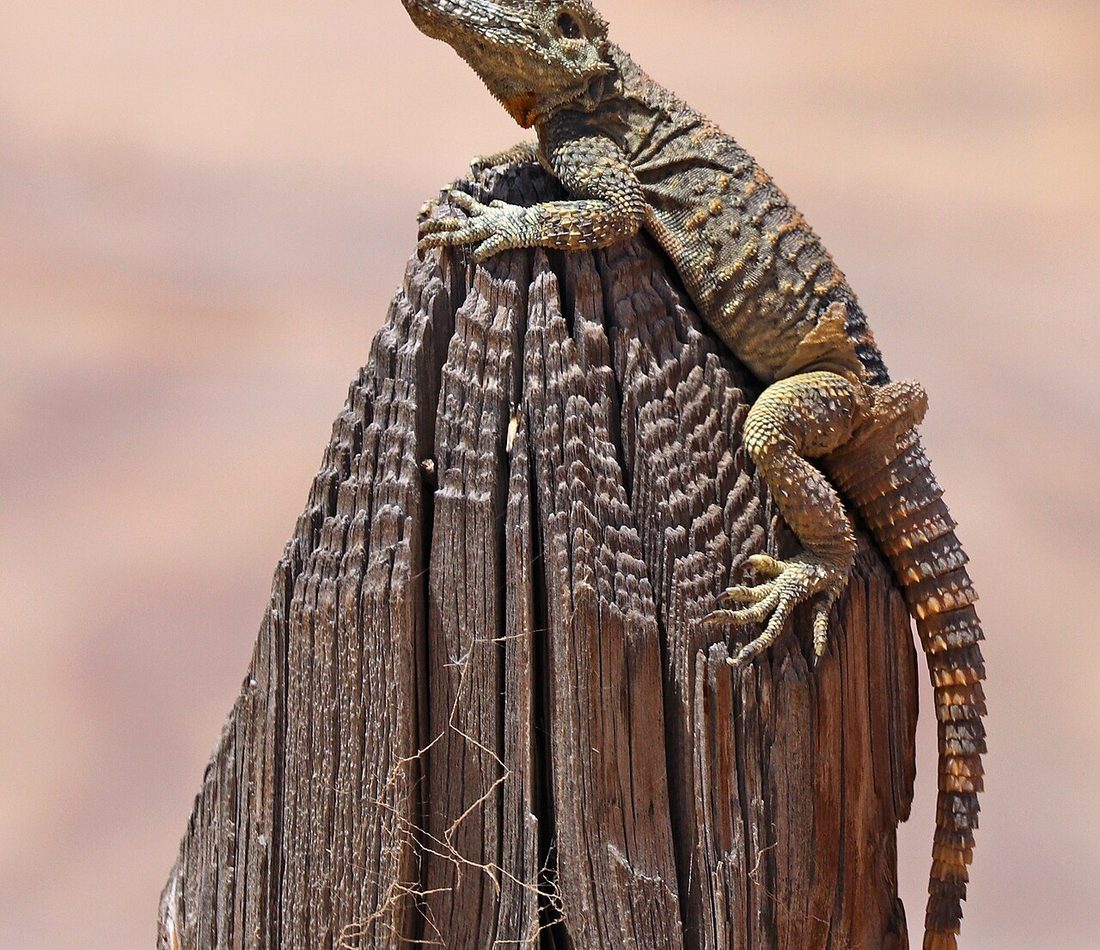 Starred Agama reference