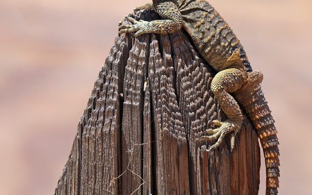 Roughtail Rock Agama reference