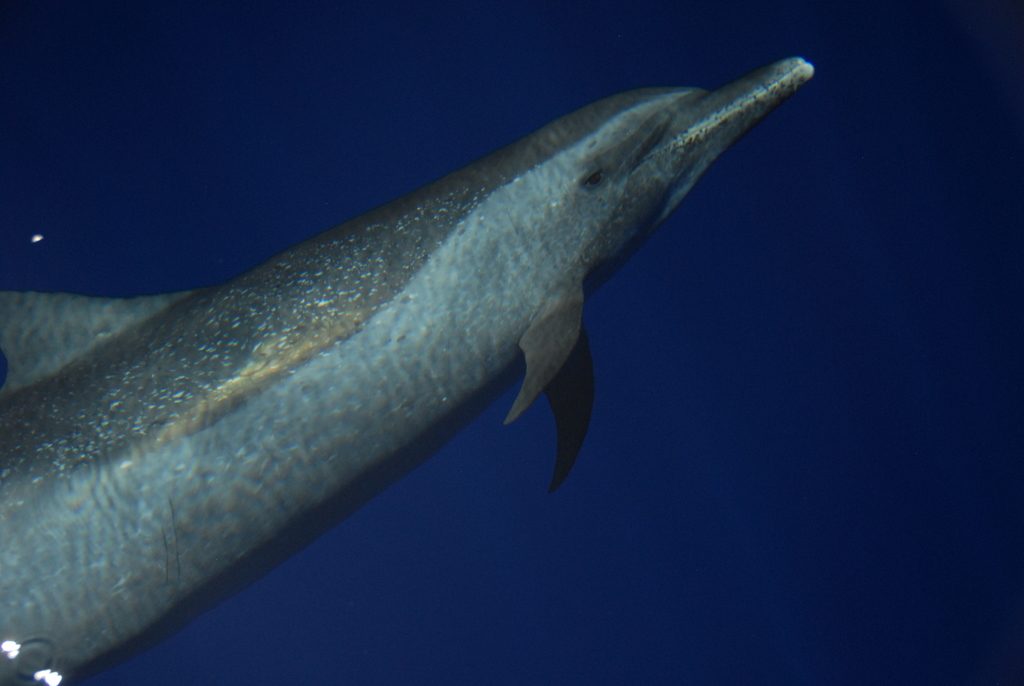 Pantropical Spotted Dolphin reference