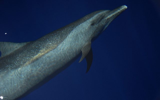Pantropical Spotted Dolphin reference
