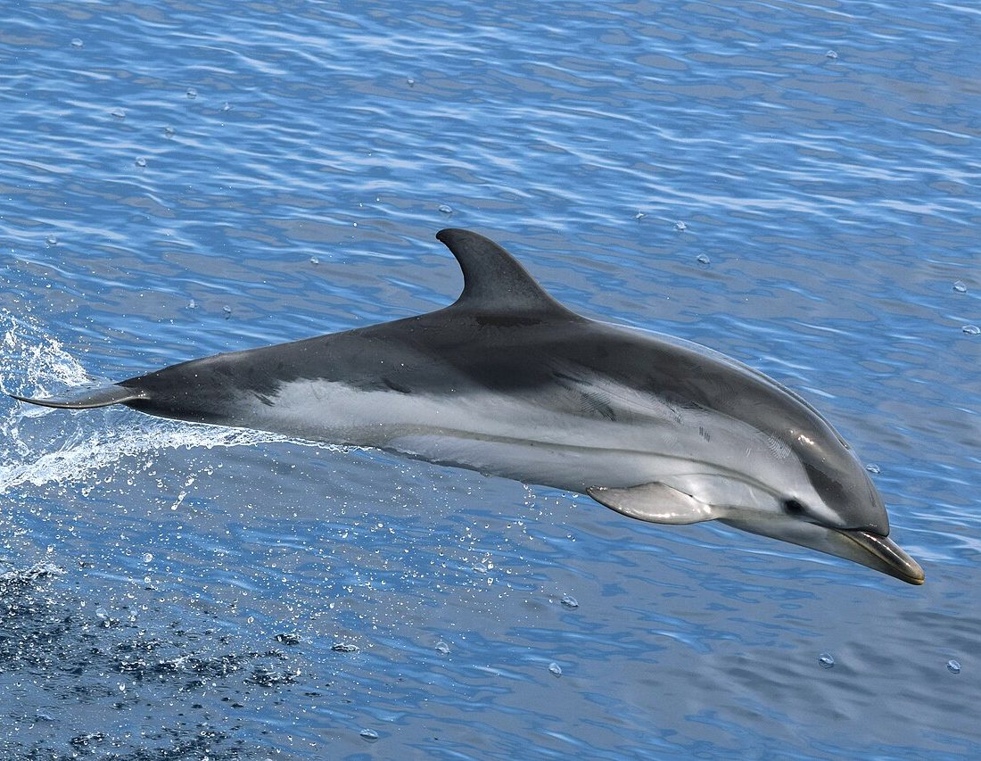 Striped Dolphin reference