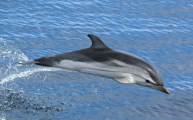 Striped Dolphin reference