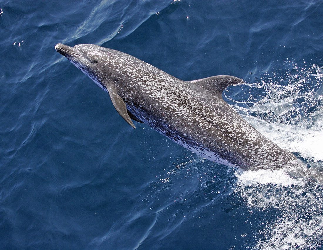 Atlantic Spotted Dolphin reference