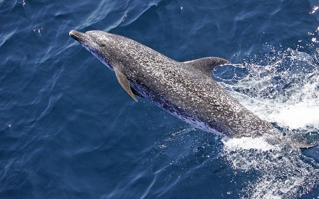 Atlantic Spotted Dolphin reference