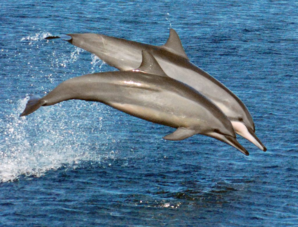Spinner Dolphin reference