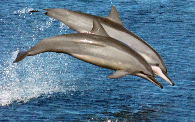 Spinner Dolphin reference
