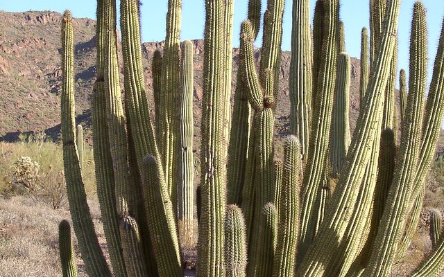 Organ Pipe Cactus reference