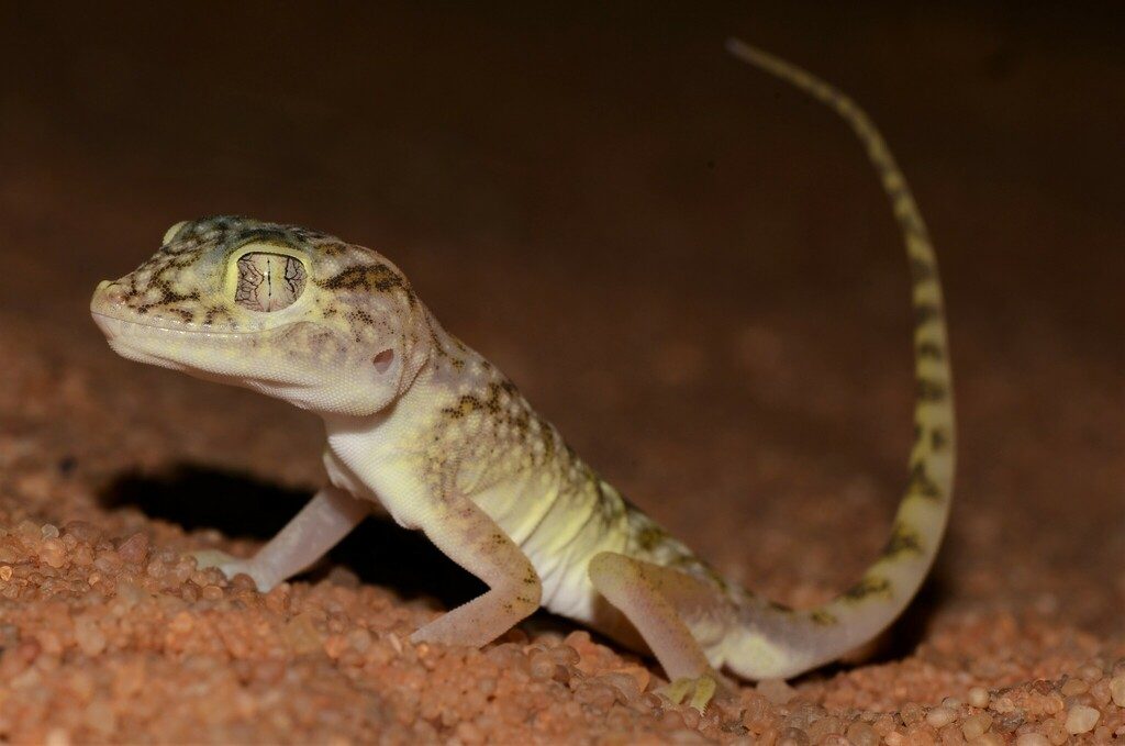 Doria's Comb-footed Gecko reference