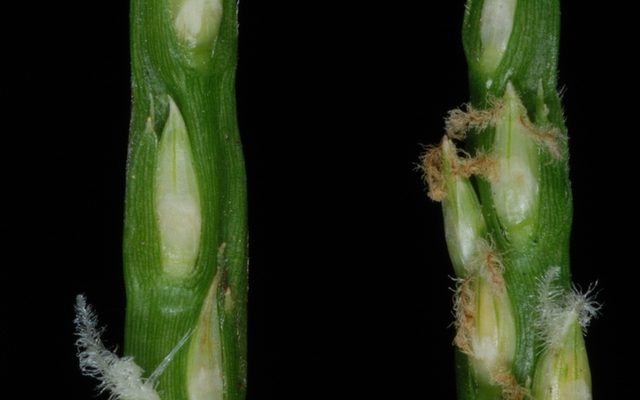 St. Augustine Grass reference