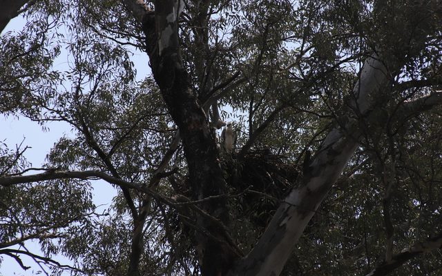 Crowned Eagle reference