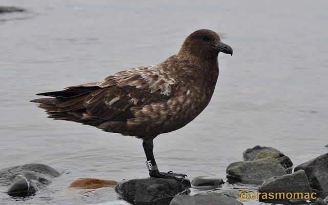 Brown Skua reference