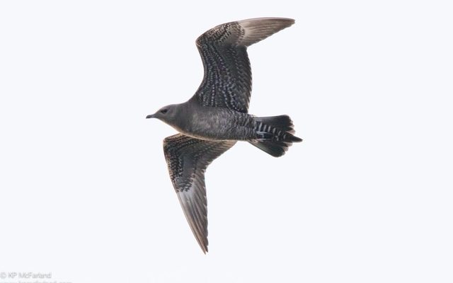 Long-tailed Jaeger reference