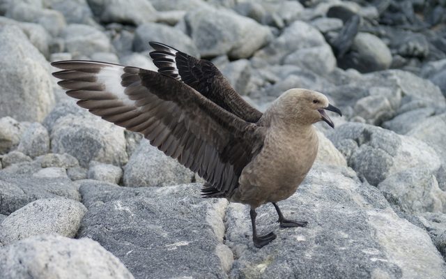 South Polar Skua reference