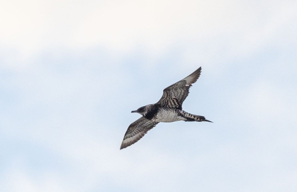 Parasitic Jaeger reference