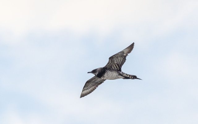 Parasitic Jaeger reference