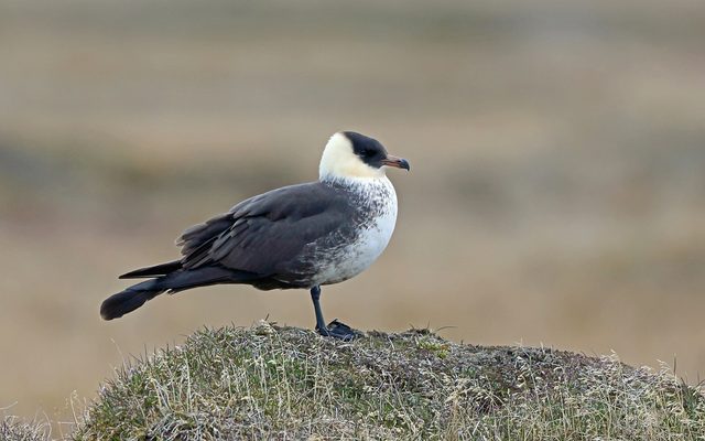 Pomarine Jaeger reference