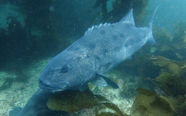 Giant Sea Bass reference