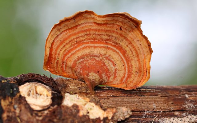 False Turkey Tail reference