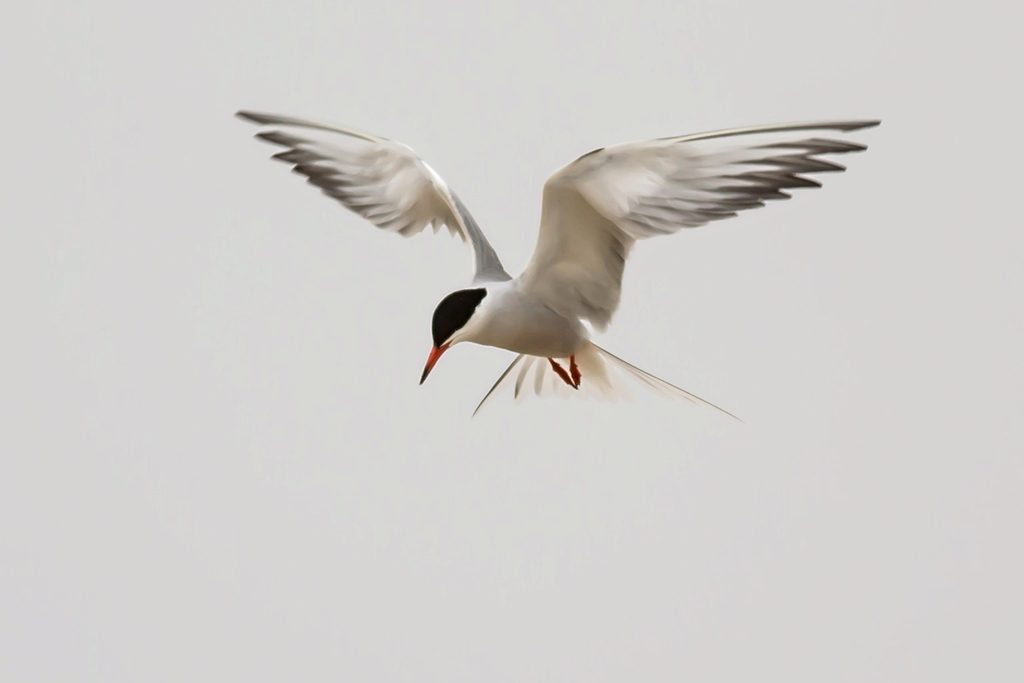 Common Tern reference