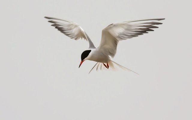 Common Tern reference