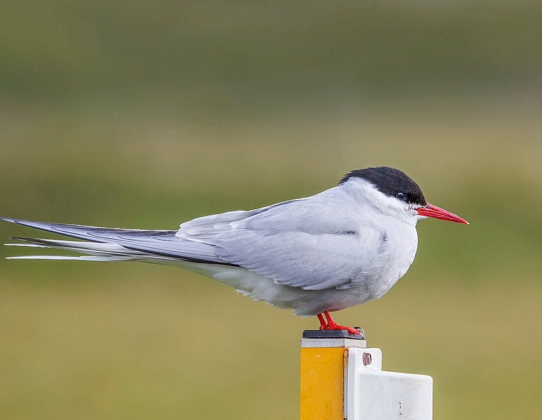 Arctic Tern reference
