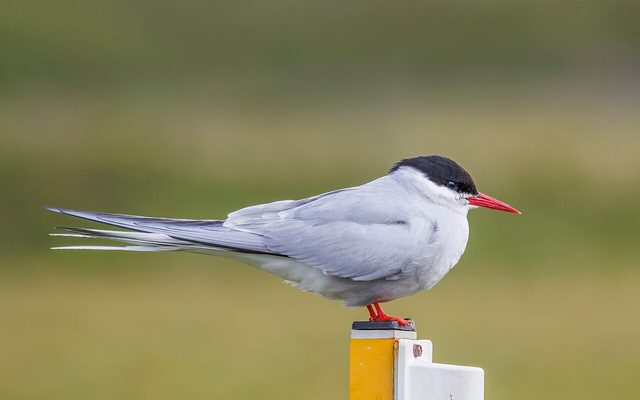 Arctic Tern reference