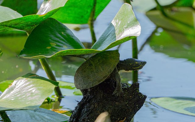 Common Musk Turtle reference