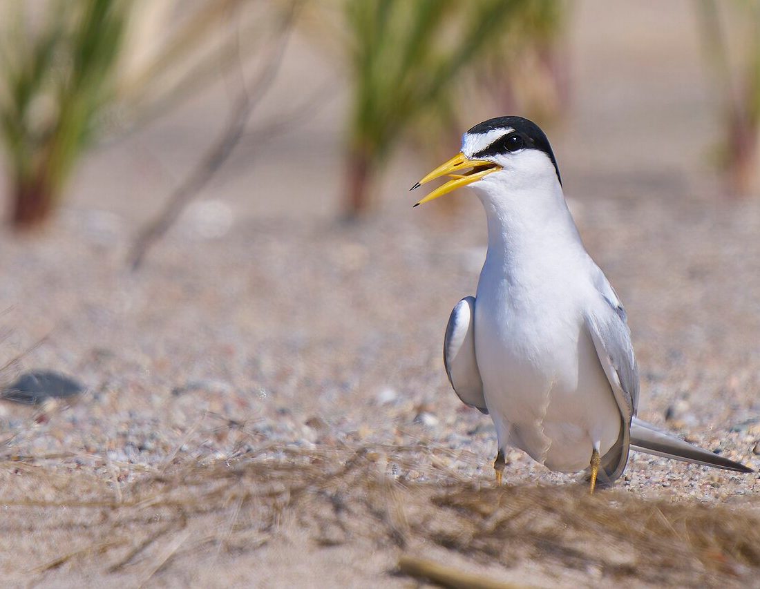 Interior Least Tern reference