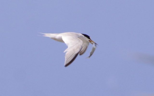 Least Tern reference