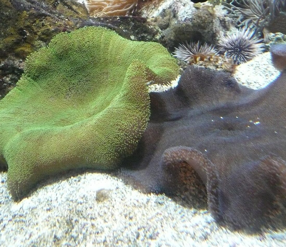 Haddon's Carpet Anemone reference
