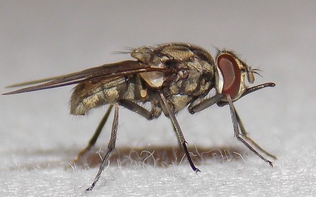 Stable Fly reference