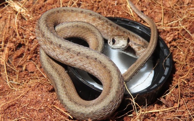 DeKay's Brownsnake reference