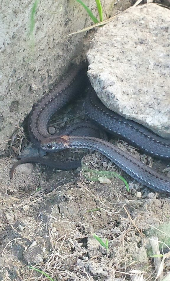 Red-bellied Snake reference