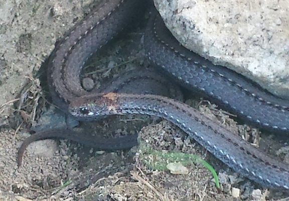 Red-bellied Snake reference